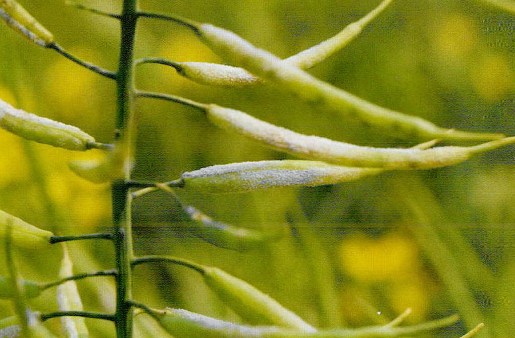 13-53 油菜种株霜霉病病荚